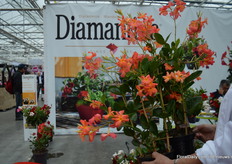 The Opale Orange Coral of DHMI. This half climbing variety with smaller flowers and a bright color (that changes over time) was introduced several years ago and is still attracting a lot of visitors.